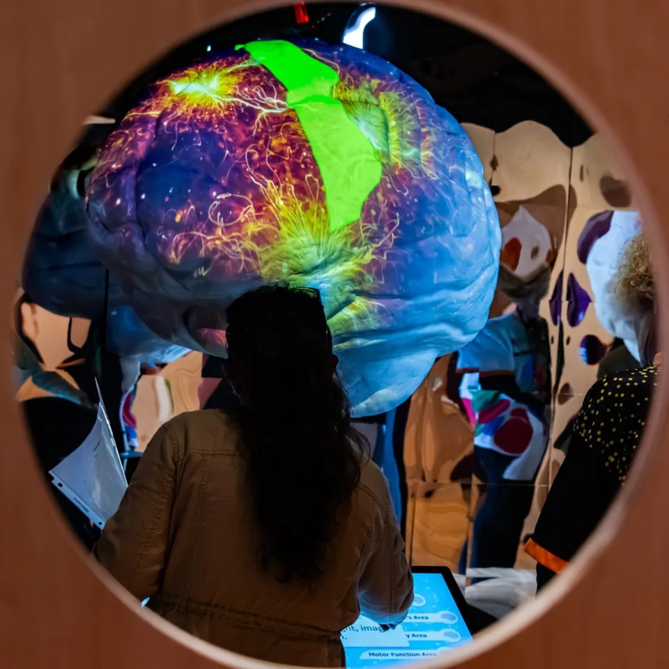 Visitors select brain regions on a touchscreen beneath the projection-mapped brain sculpture